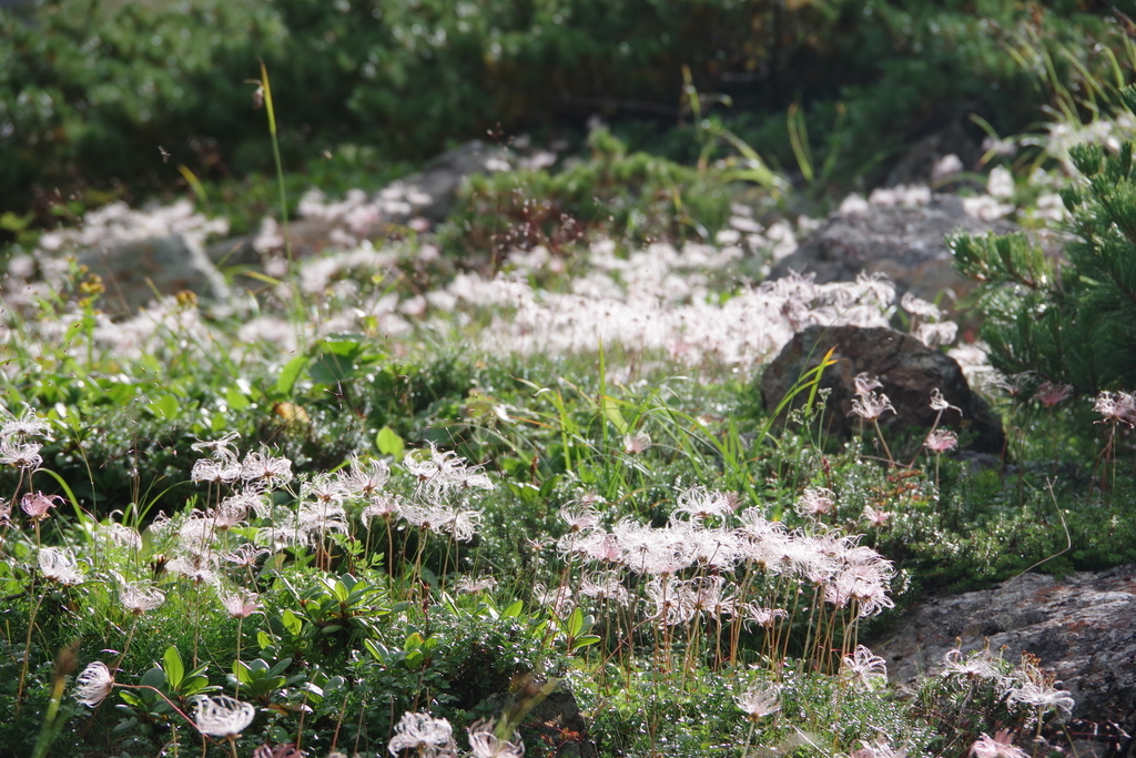 f:id:flum0827:20180912192000j:plain