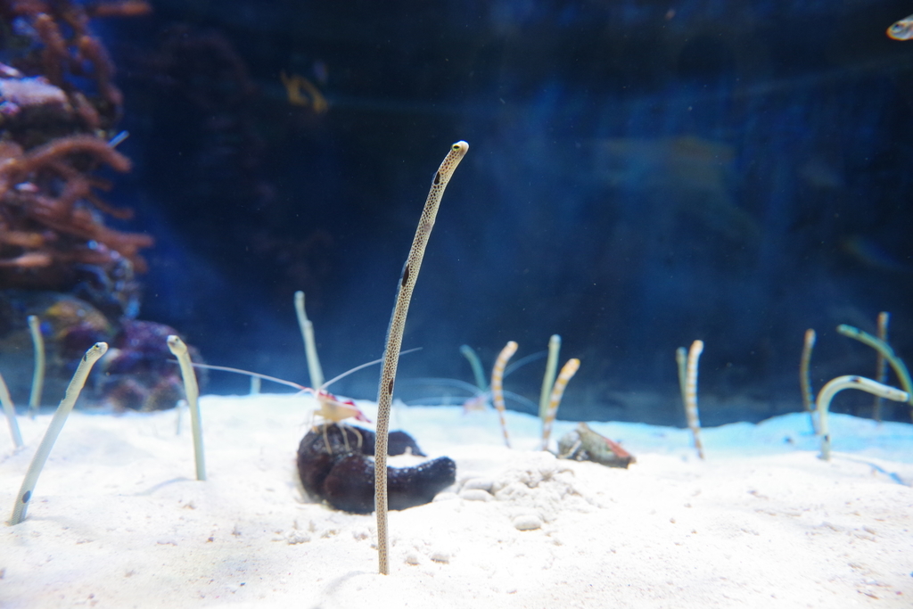 f:id:flum0827:20180912210625j:plain