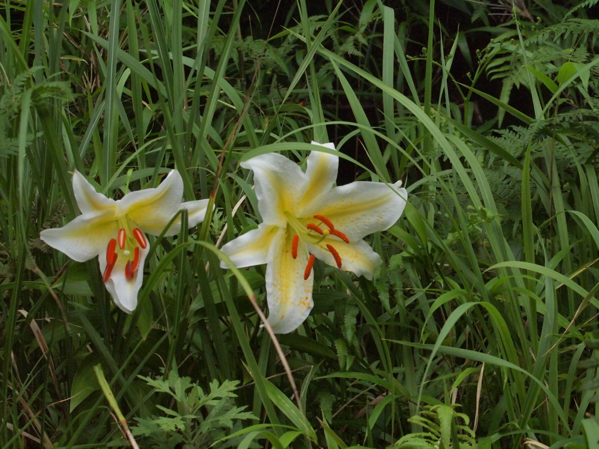 f:id:flwatcher:20190712220331j:plain