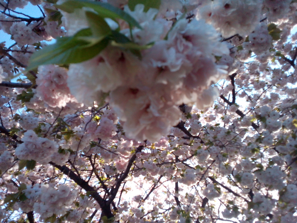 f:id:fly131taro:20200512074252j:plain f:id:fly131taro:20200512074252j:plain