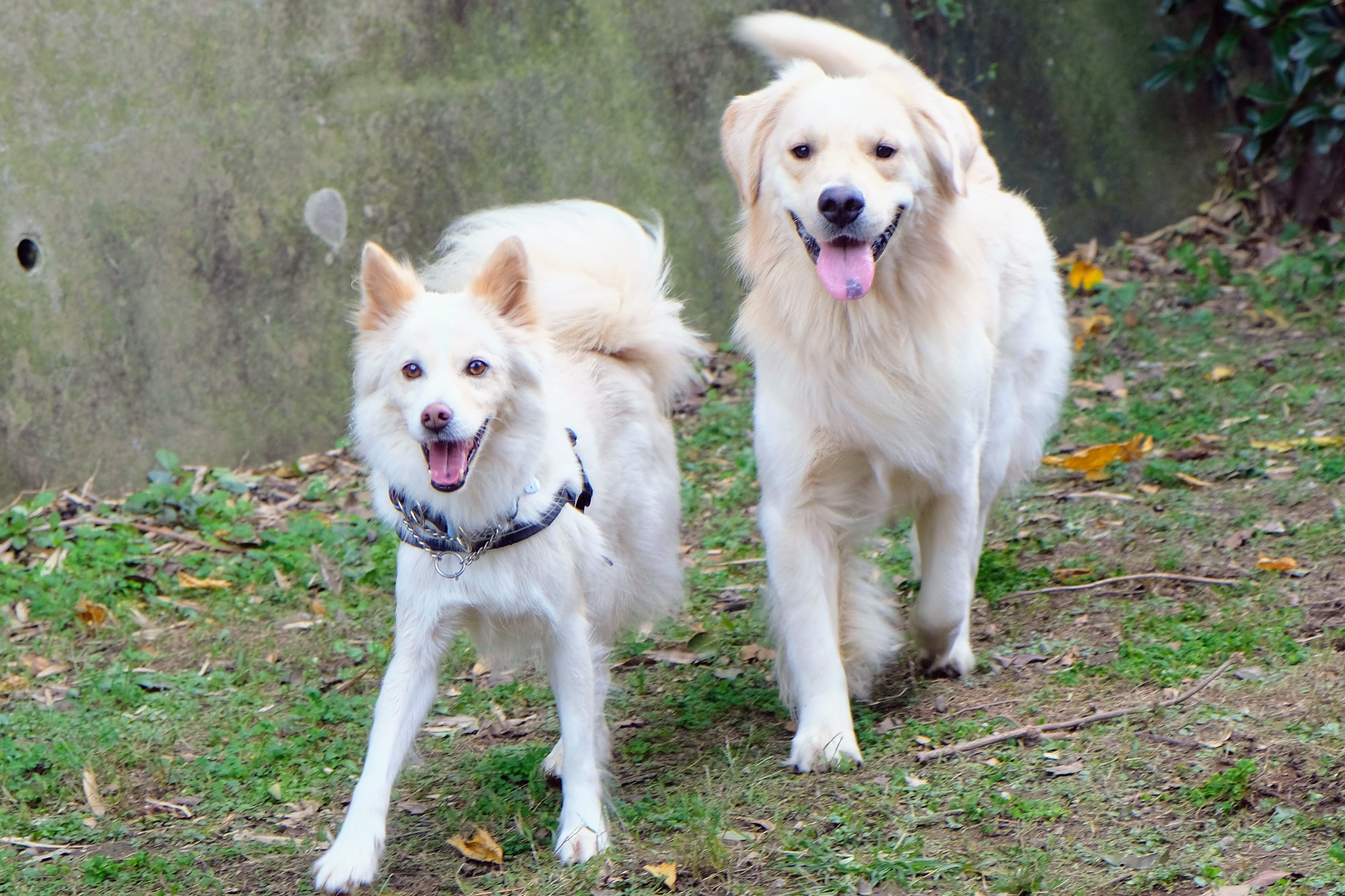 f:id:flybbf100:20190405004825j:image f:id:flybbf100:20190405004825j:image