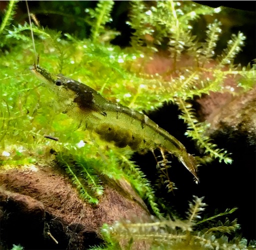 f:id:flybbf100:20190419082001j:image f:id:flybbf100:20190419082001j:image