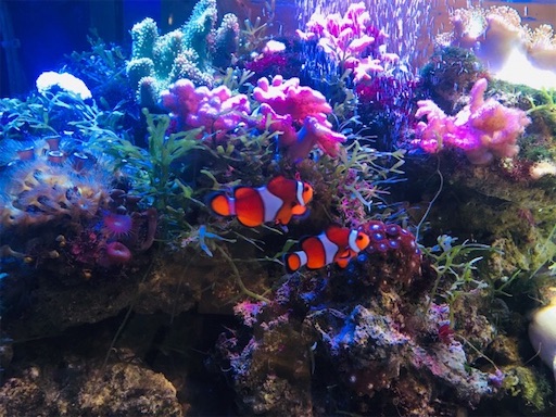 f:id:flybbf100:20190419141949j:image f:id:flybbf100:20190419141949j:image