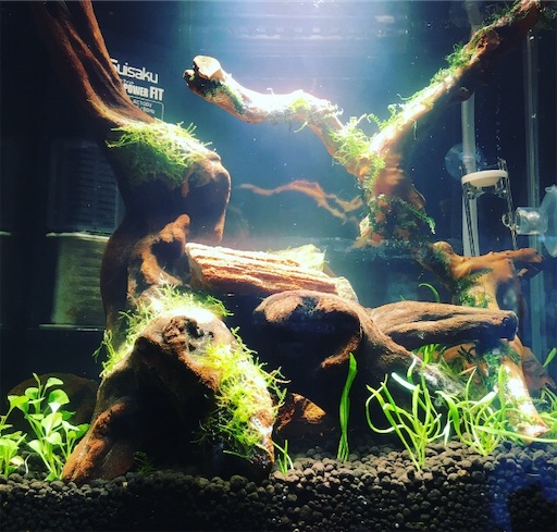 f:id:flybbf100:20190419142800j:image f:id:flybbf100:20190419142800j:image