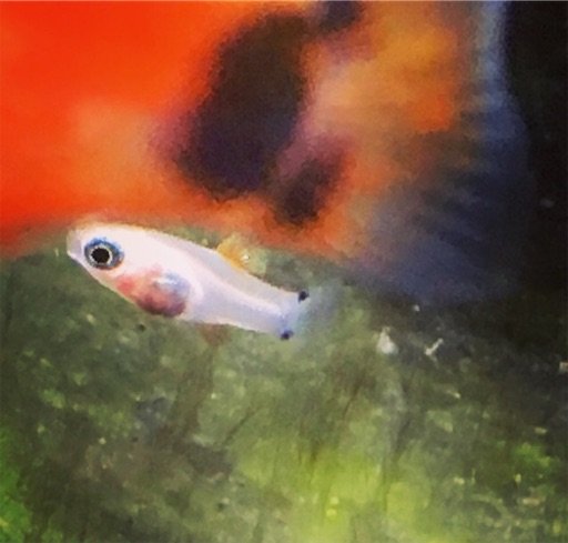 f:id:flybbf100:20190419144700j:image f:id:flybbf100:20190419144700j:image