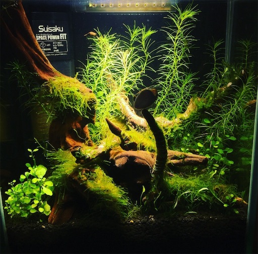 f:id:flybbf100:20190420004448j:image f:id:flybbf100:20190420004448j:image