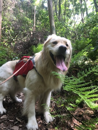 f:id:flybbf100:20190421225316j:image f:id:flybbf100:20190421225316j:image