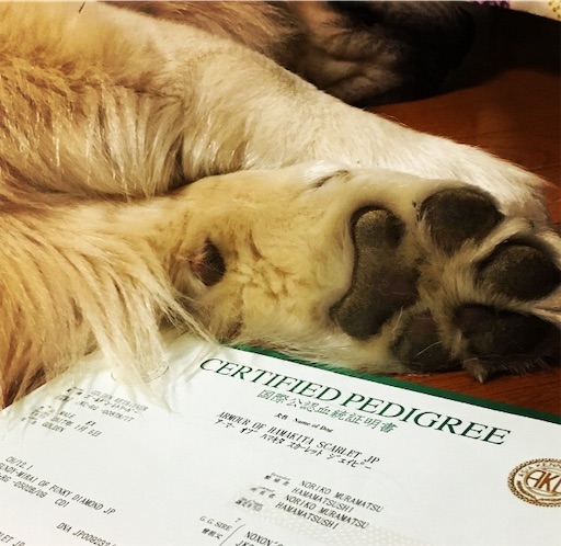 f:id:flybbf100:20190426001607j:image f:id:flybbf100:20190426001607j:image