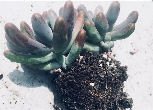 f:id:flybbf100:20190428230210j:image f:id:flybbf100:20190428230210j:image