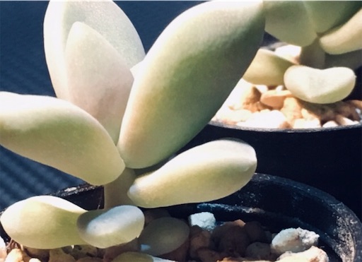 f:id:flybbf100:20190428232008j:image f:id:flybbf100:20190428232008j:image