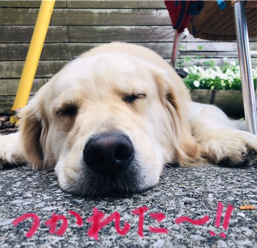 f:id:flybbf100:20190430022322j:image f:id:flybbf100:20190430022322j:image