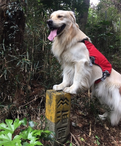 f:id:flybbf100:20190430022434j:image f:id:flybbf100:20190430022434j:image