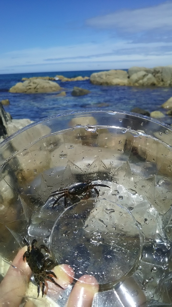 f:id:flyfisher417:20181114205620j:plain