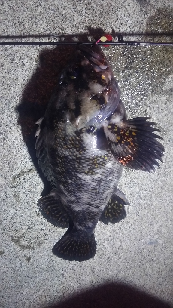 f:id:flyfisher417:20181129195248j:plain