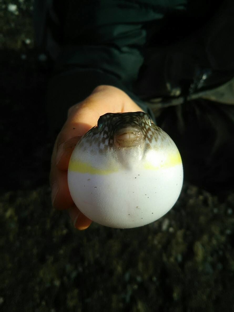 f:id:flyfisher417:20181204222144j:plain f:id:flyfisher417:20181204222144j:plain