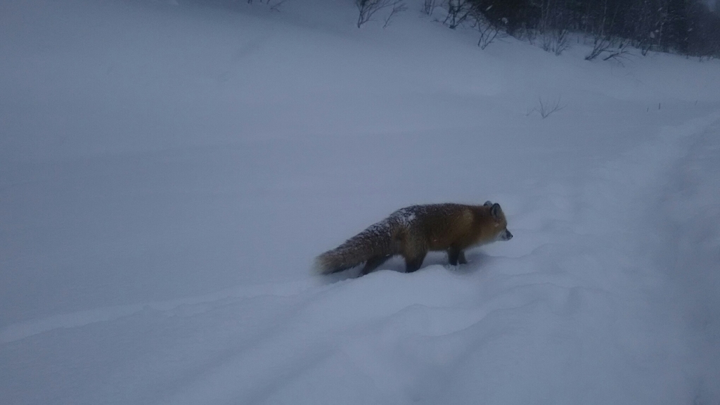 f:id:flyfisher417:20190119233715j:plain