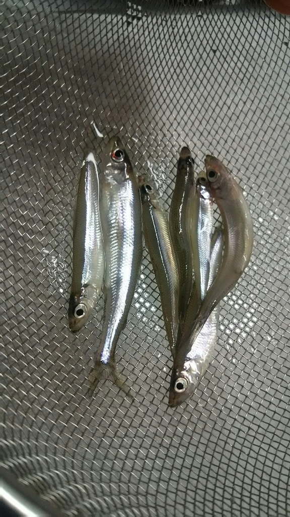 f:id:flyfisher417:20190120093205j:plain