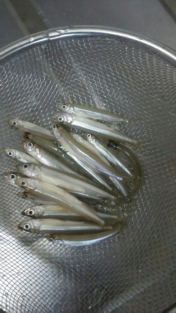 f:id:flyfisher417:20190127200321j:plain