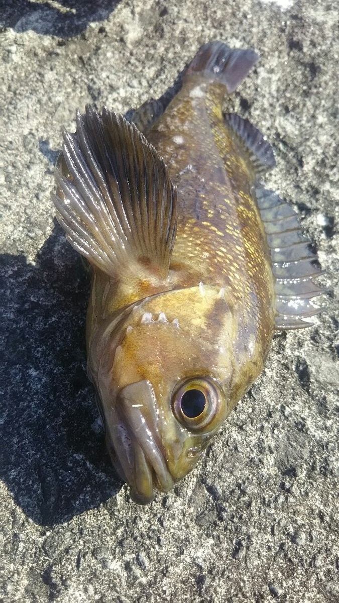 f:id:flyfisher417:20190316072143j:plain f:id:flyfisher417:20190316072143j:plain
