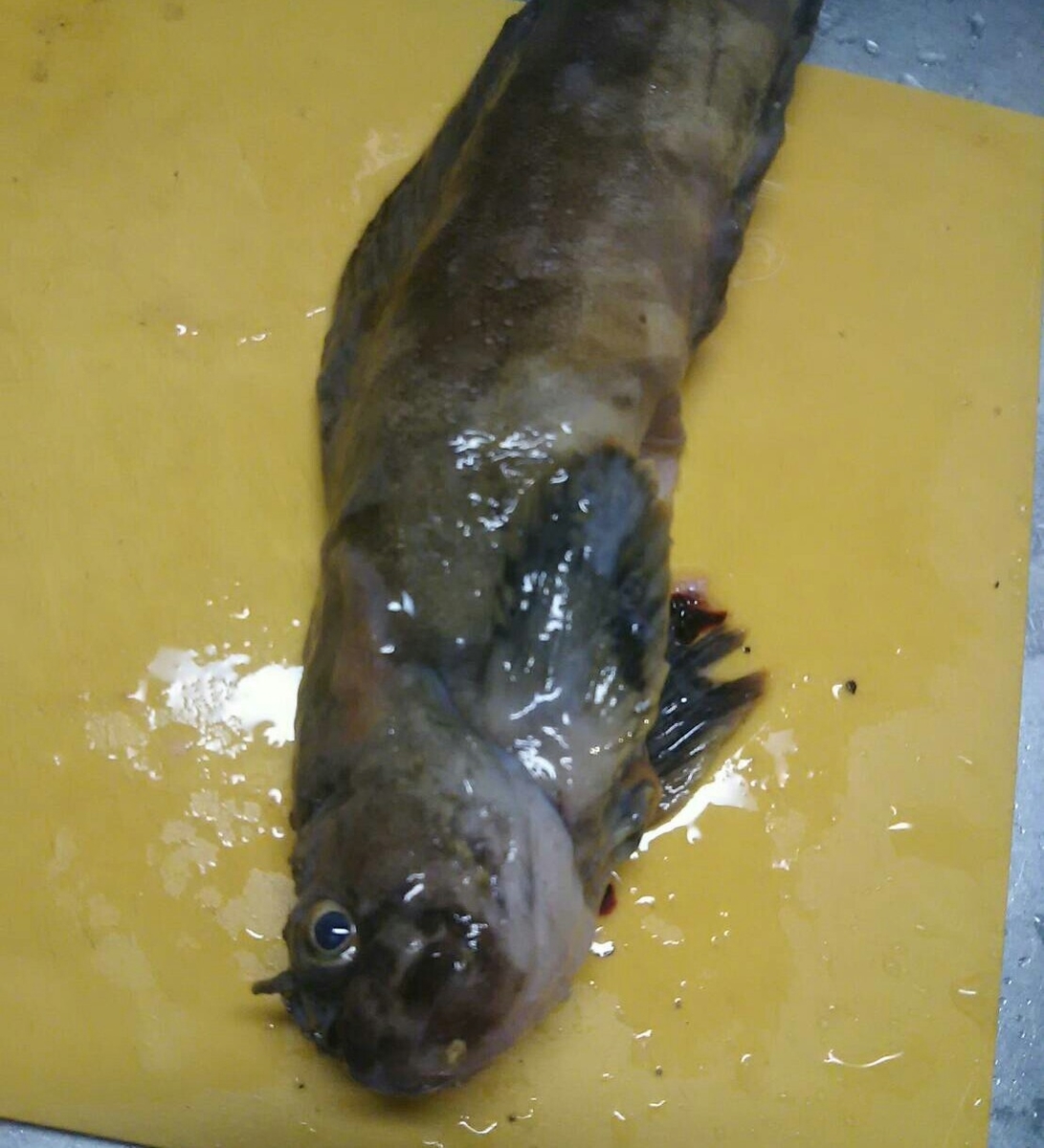 f:id:flyfisher417:20190416155137j:plain f:id:flyfisher417:20190416155137j:plain