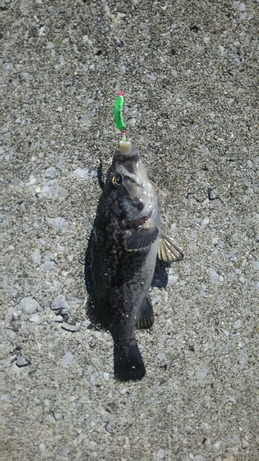 f:id:flyfisher417:20190416160507j:plain f:id:flyfisher417:20190416160507j:plain