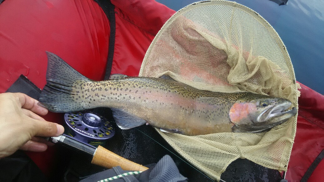 f:id:flyfisher417:20190507124927j:plain