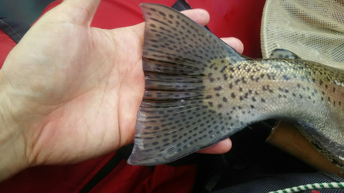 f:id:flyfisher417:20190507124949j:plain
