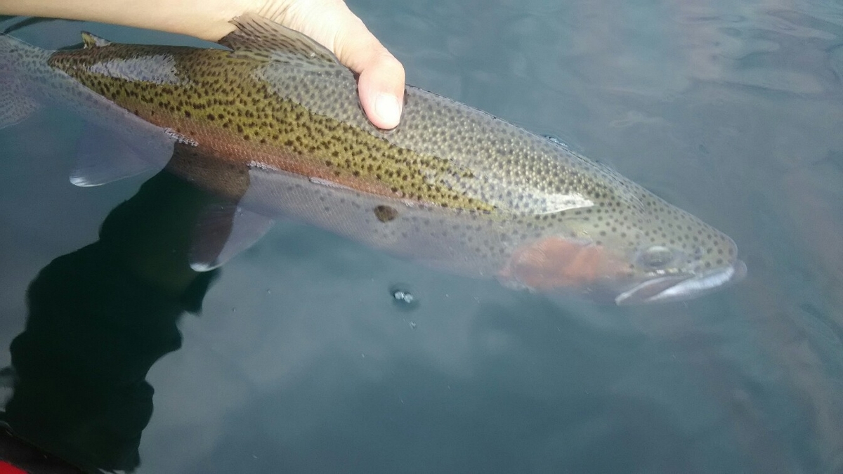 f:id:flyfisher417:20190507125007j:plain