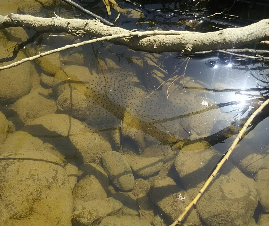 f:id:flyfisher417:20190524002110j:plain