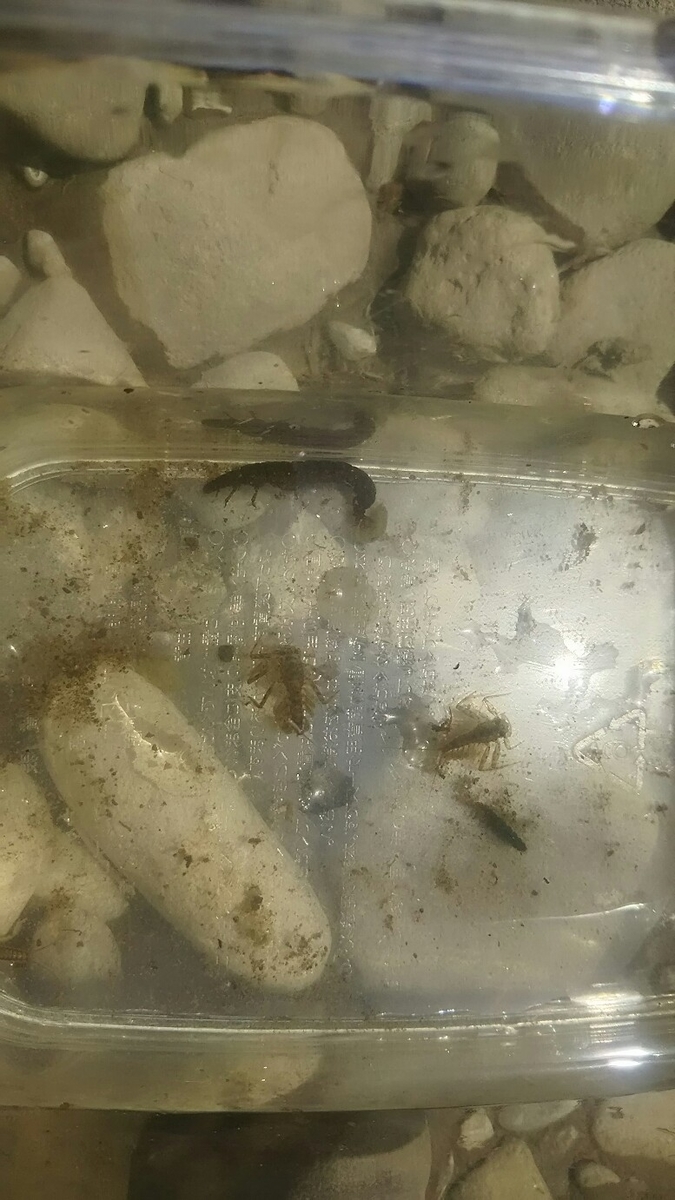 f:id:flyfisher417:20190524122350j:plain