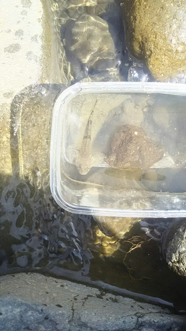 f:id:flyfisher417:20190524124840j:plain