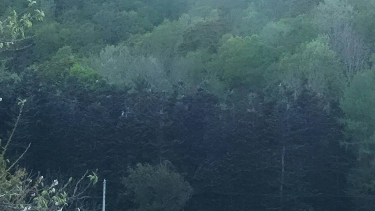 f:id:flyfisher417:20190524185734j:plain