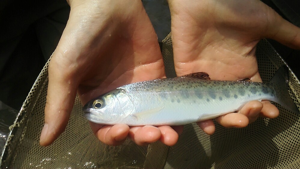 f:id:flyfisher417:20190524191648j:plain