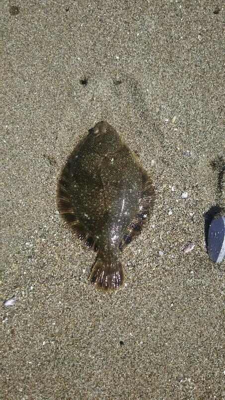 f:id:flyfisher417:20190610202131j:plain f:id:flyfisher417:20190610202131j:plain