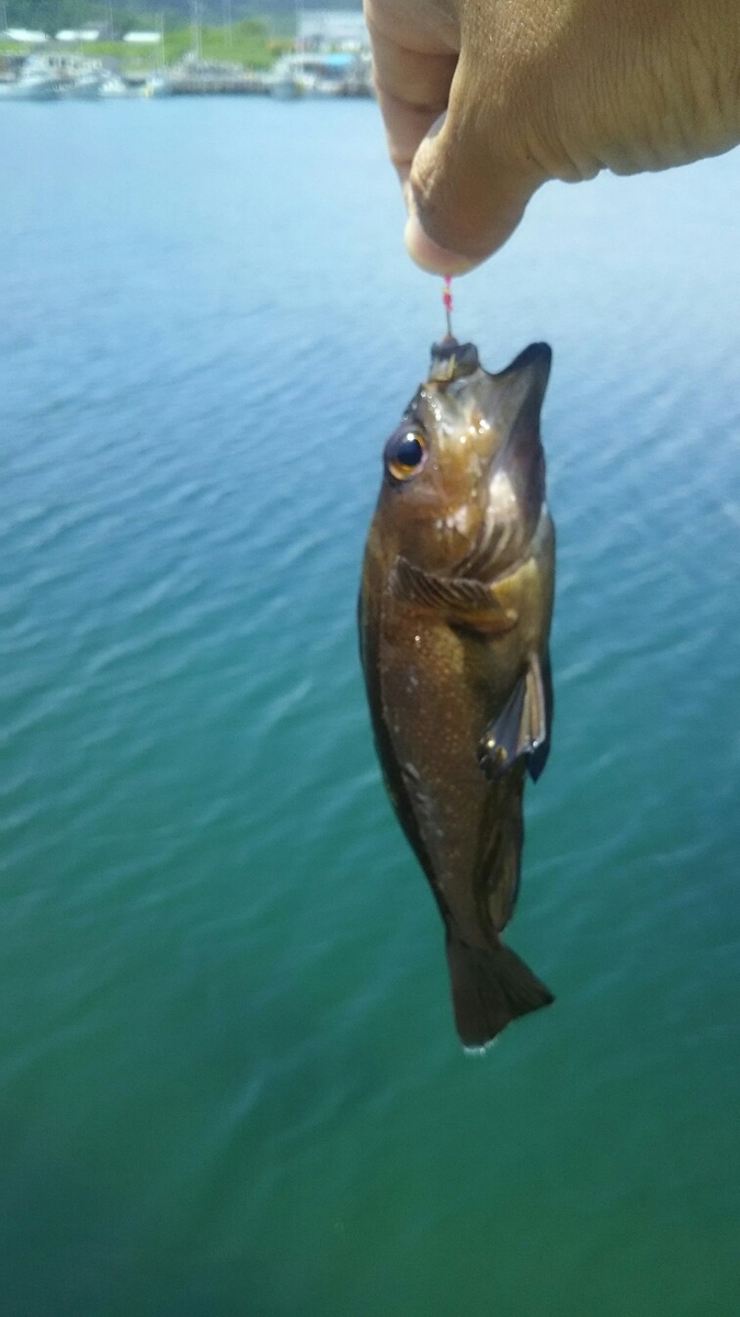 f:id:flyfisher417:20190610203152j:plain f:id:flyfisher417:20190610203152j:plain