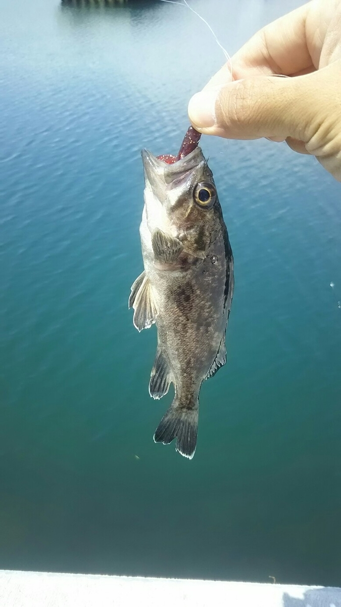 f:id:flyfisher417:20190610203210j:plain f:id:flyfisher417:20190610203210j:plain