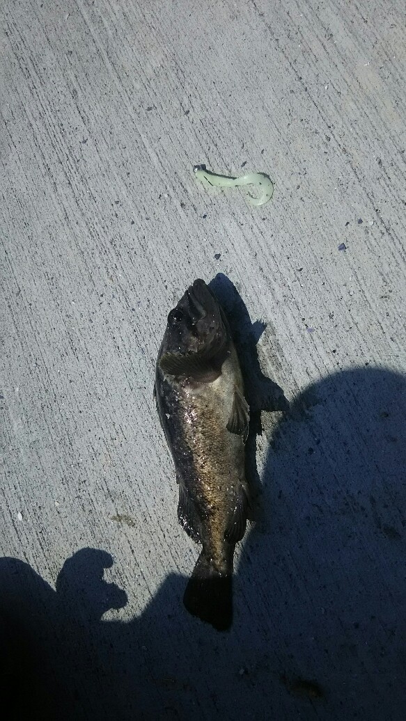 f:id:flyfisher417:20190610203338j:plain f:id:flyfisher417:20190610203338j:plain