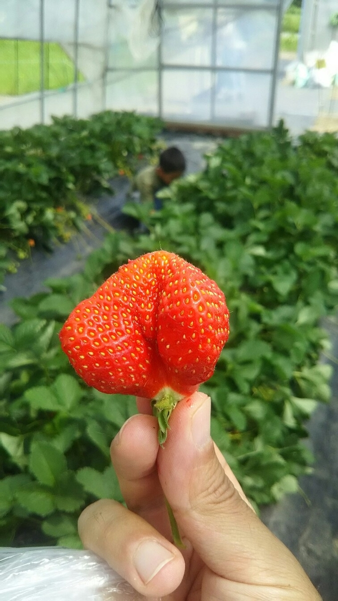 f:id:flyfisher417:20190610214503j:plain f:id:flyfisher417:20190610214503j:plain