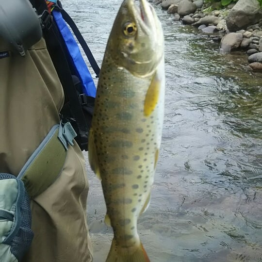 f:id:flyfisher417:20190701180318j:plain f:id:flyfisher417:20190701180318j:plain