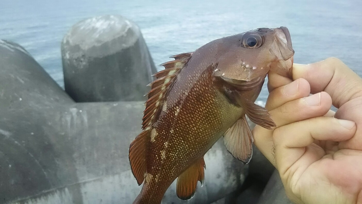 f:id:flyfisher417:20190717125310j:plain