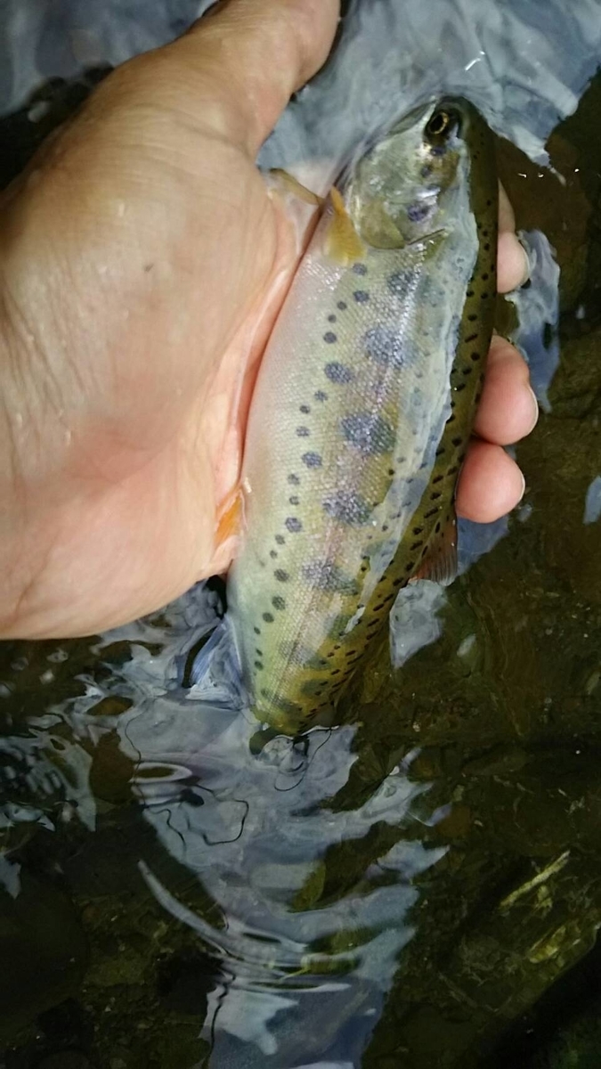 f:id:flyfisher417:20190723180312j:plain