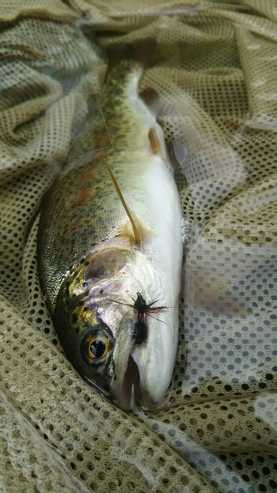 f:id:flyfisher417:20190723181136j:plain