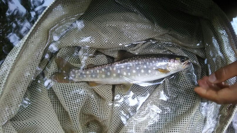 f:id:flyfisher417:20190723181403j:plain