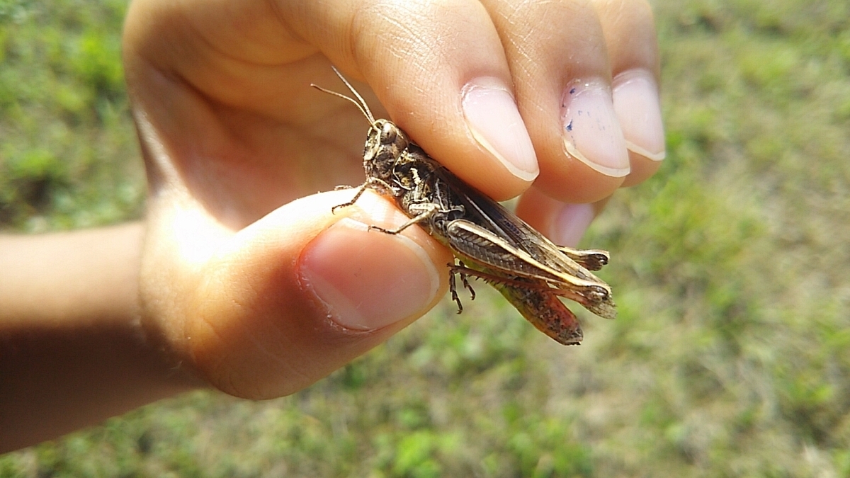 f:id:flyfisher417:20190727181853j:plain f:id:flyfisher417:20190727181853j:plain