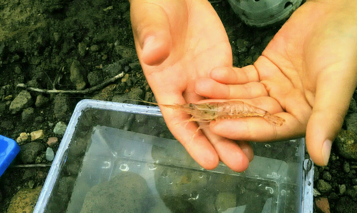 f:id:flyfisher417:20190814164003j:plain