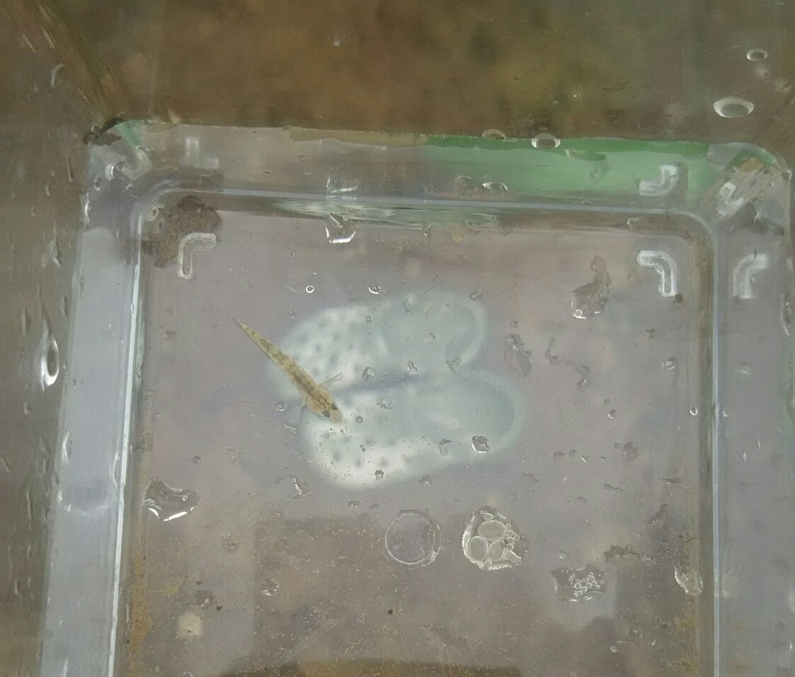 f:id:flyfisher417:20190814211431j:plain