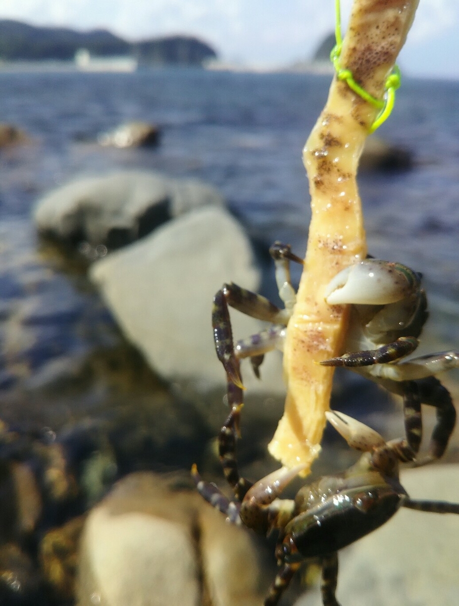 f:id:flyfisher417:20190901100951j:plain
