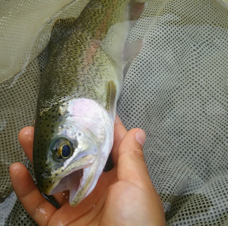 f:id:flyfisher417:20190911082910j:plain