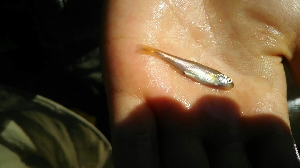 f:id:flyfisher417:20190911122919j:plain