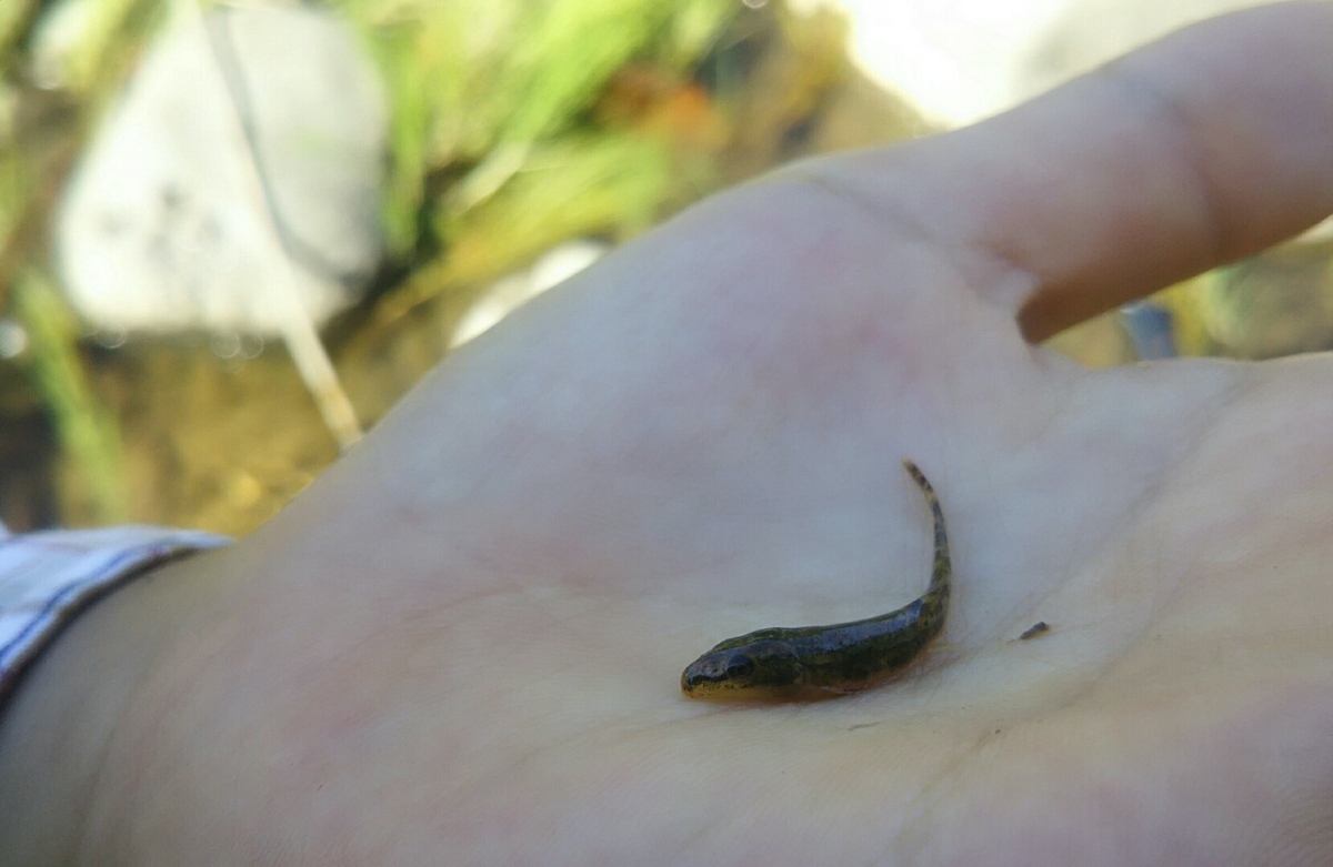 f:id:flyfisher417:20190911122937j:plain